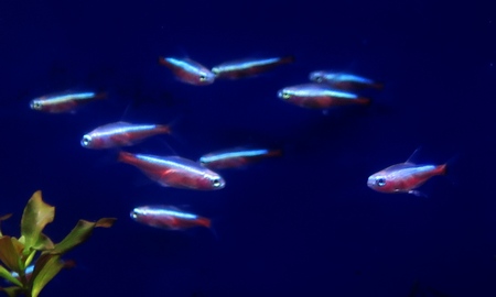 アルビノカージナルテトラ