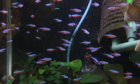 カージナルテトラ