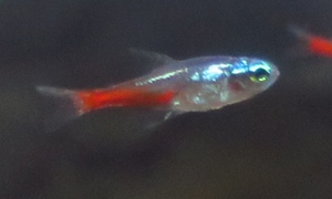 中野愛魚園 テトラ 小型カラシン ストックリスト 中野愛魚園 テトラ 小型カラシン ストックリスト