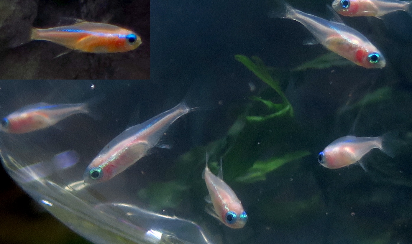 中野愛魚園 テトラ 小型カラシン ストックリスト 中野愛魚園 テトラ 小型カラシン ストックリスト