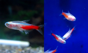 ニューレッドゴールデンネオンテトラ