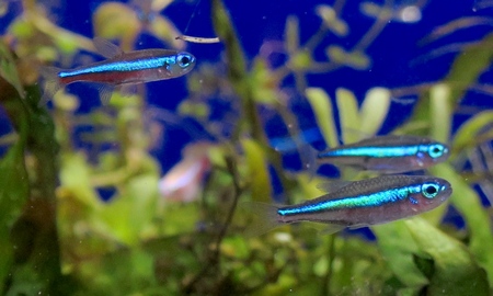 グリーンネオンテトラ