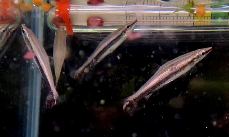 エクエスペンシル(ワイルド)