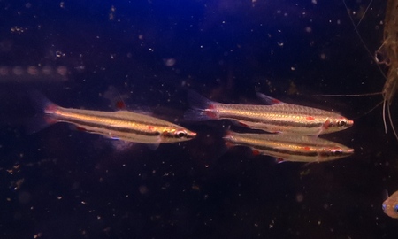 スリーラインペンシル　(ペルー)