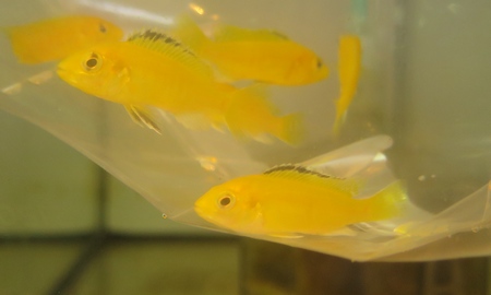 ストロベリーピーコックシクリッド