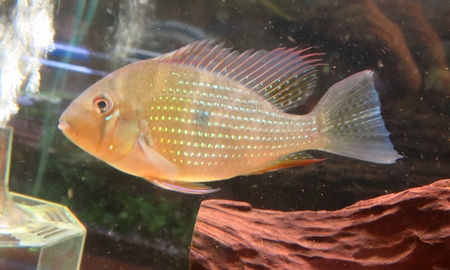 アカリクティス・ヘッケリィ　アルビノ