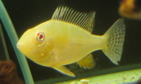 アカリクティス・ヘッケリィ アルビノ