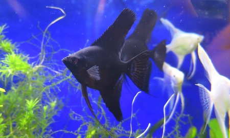 プラチナホワイトエンゼル