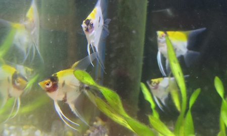 プラチナホワイトエンゼル