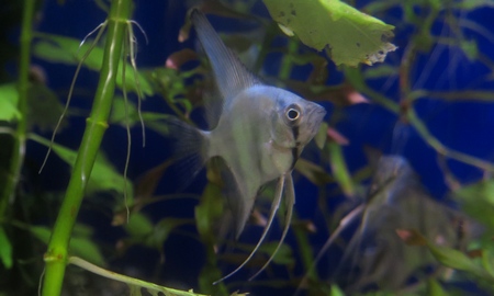 メタリックブルーエンゼル