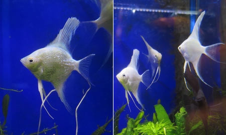 プラチナホワイトエンゼル