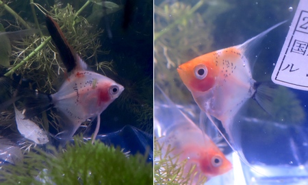 レッドデビルエンゼル