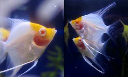 RREAレッドトップエンゼル