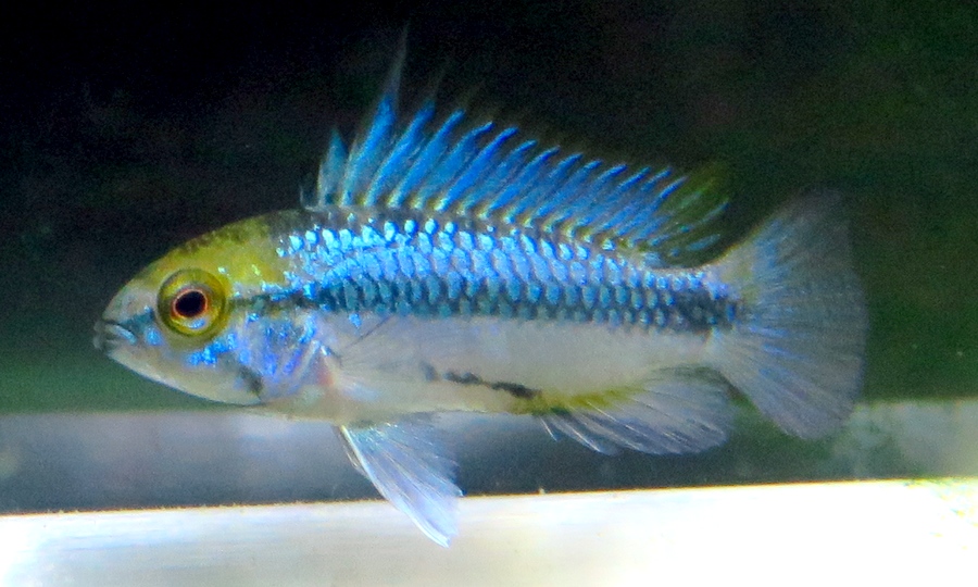 中野愛魚園 シクリッド ストックリスト