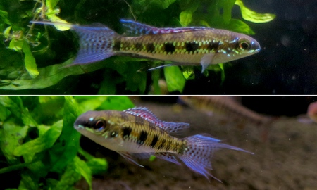 チェッカーボードシクリッド