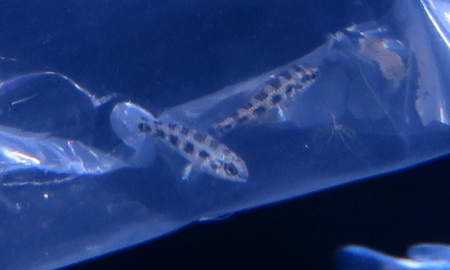 チェッカーボードシクリッド