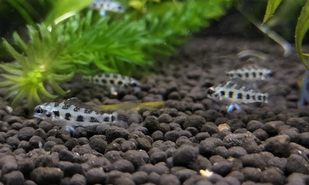 チェッカーボードシクリッド