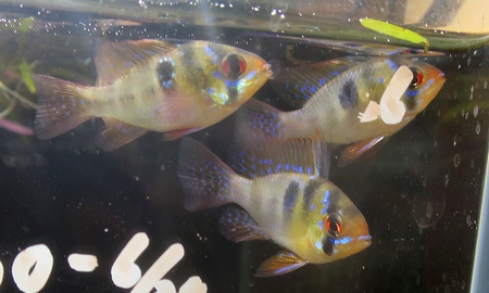 国産ドイツラミレジィ 