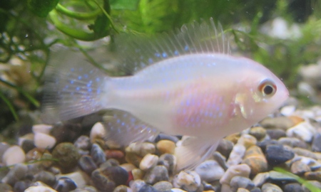 国産ゴールデンラミレジィ 