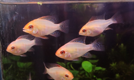 国産ゴールデンラミレジィ 