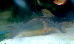 ロングノーズブロキス