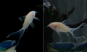 中野愛魚園