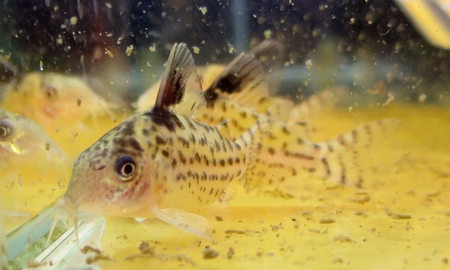 コリドラス・アガシジィ ペルー