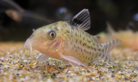 コリドラス・シュワルツィ