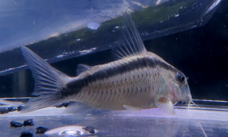 コリドラス・スーパーアークアタス