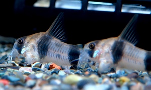 中野愛魚園 コリドラス ストックリスト 中野愛魚園 コリドラス ストックリスト