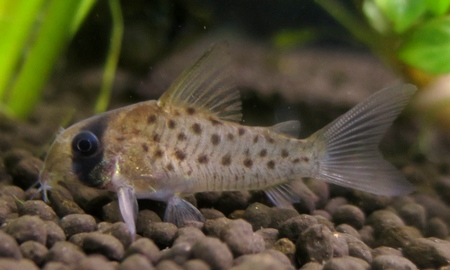 コリドラス・アトロペルソナータス