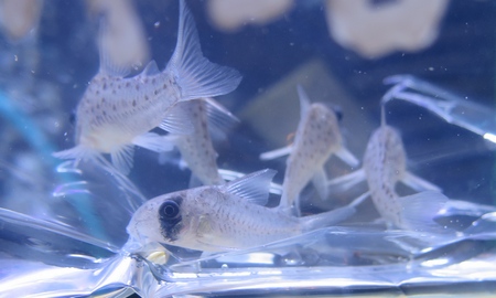 コリドラス・アトロペルソナータス