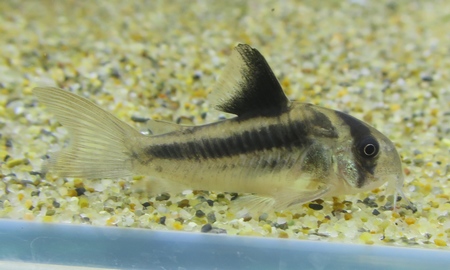 コリドラス・ブロードバンドアクセルロディ