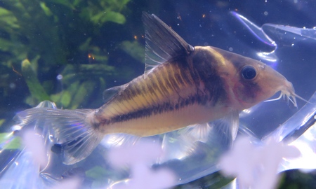 コリドラス・ビファシアタス