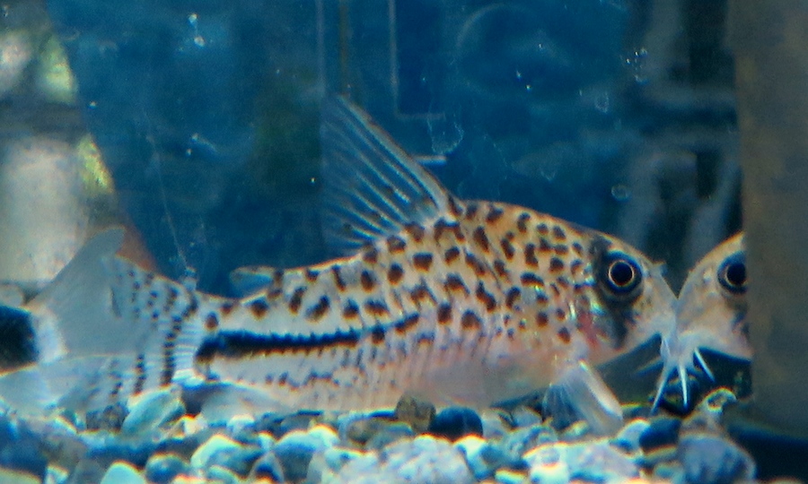 中野愛魚園