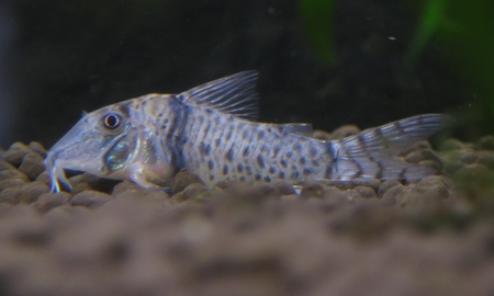 コリドラスspボニータ