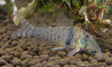 コリドラスspボニータ