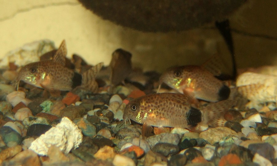 中野愛魚園 コリドラス・カウディマクラートゥス