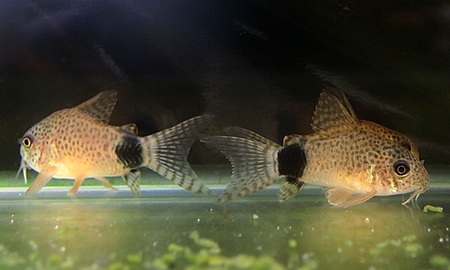 コリドラス・カウディマクラータス(ブリード)