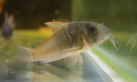 コリドラス・コンコロール