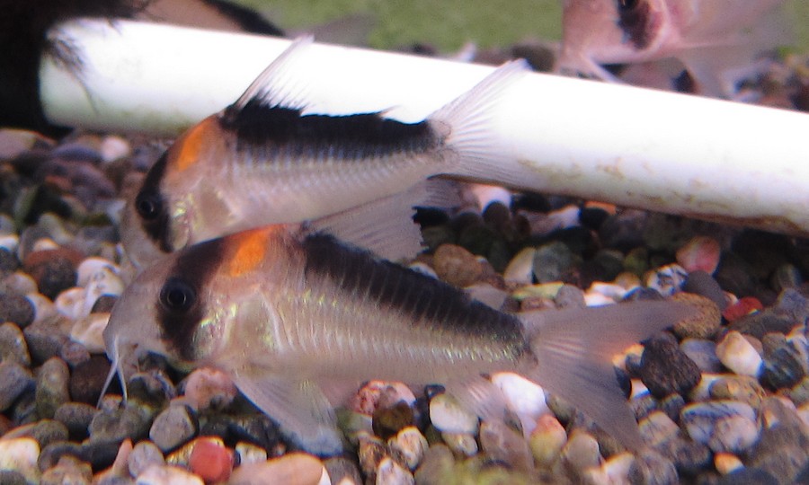 中野愛魚園 コリドラス・デュプリカレウス