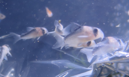 コリドラス・デュプリカレウス(ブリード)