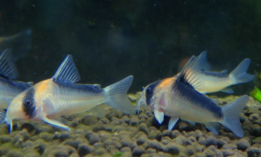 中野愛魚園