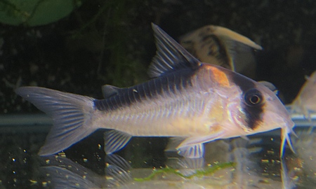 コリドラス・デュプリカレウス(ワイルド)