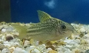 中野愛魚園 コリドラス ストックリスト 中野愛魚園 コリドラス ストックリスト