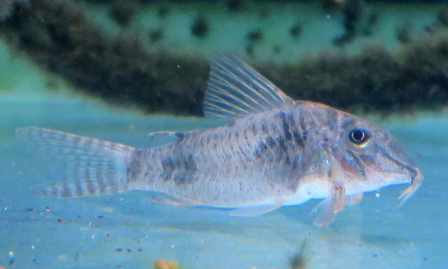 中野愛魚園