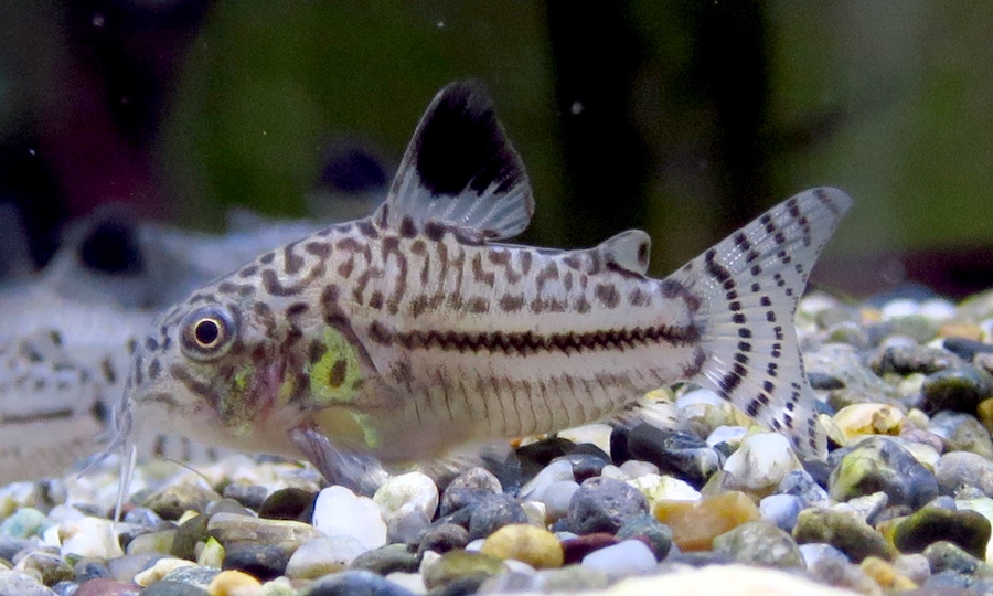 中野愛魚園