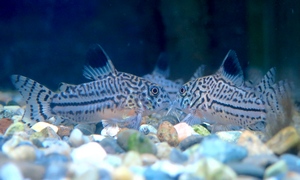 中野愛魚園