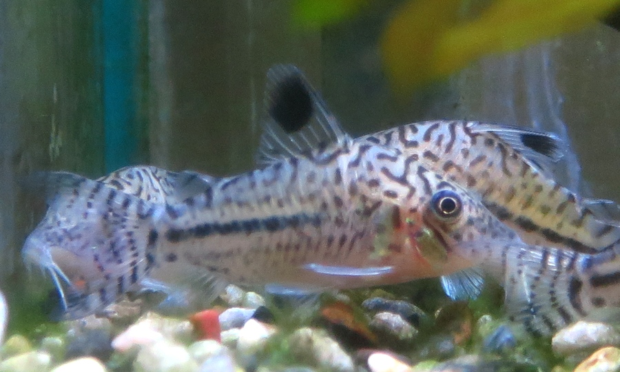 中野愛魚園