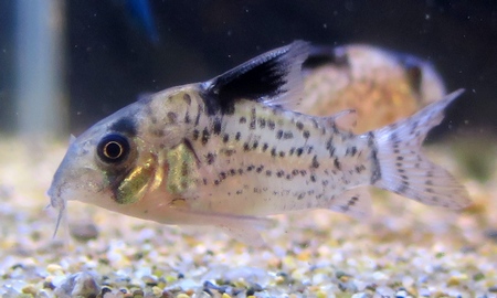 コリドラス・レウコメラス(パンク)